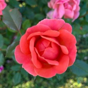 Meet your Posher, Karen